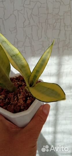 Сансевиерия сортовая 2