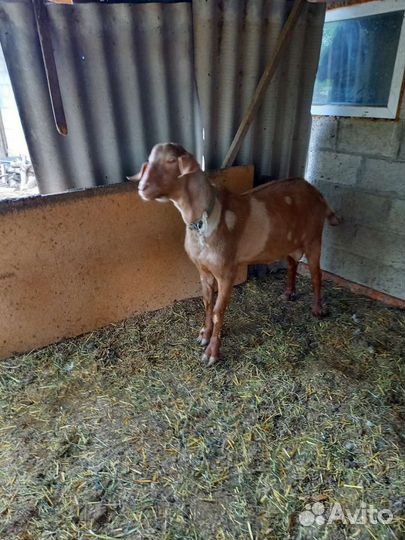 Продажа коз