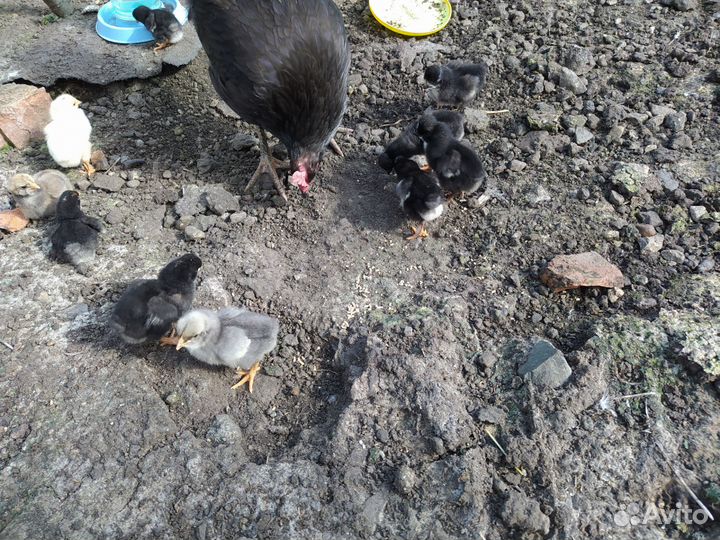 Цыплята суточные