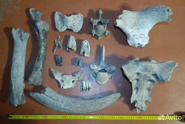 Кости ископаемых животных эпохи мамонтов