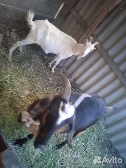 Козы дойные