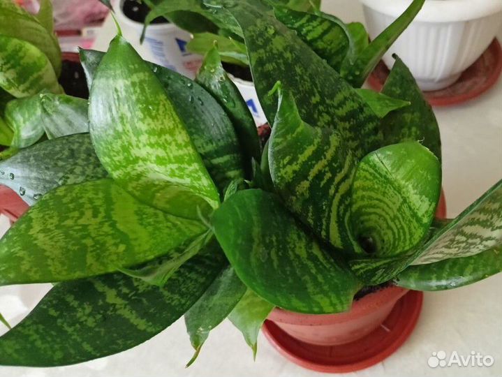 Сансевиерия ханни