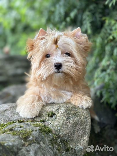 Золотая девочка йорк голддаст