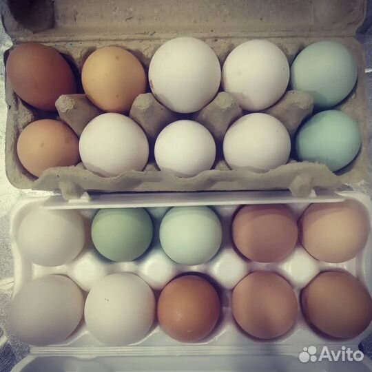 Инкубационное яйцо кур, гусиное, цыплята, гусята