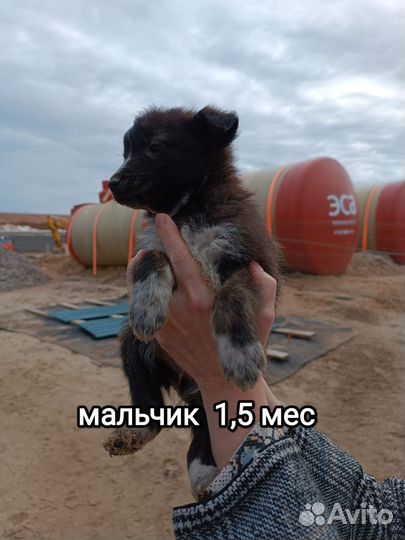 Щенки мальчики и девочки. 1.5 месяца. Привезём