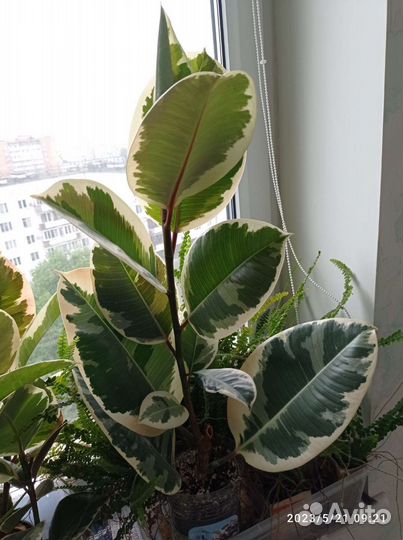 Фикус Тинеке