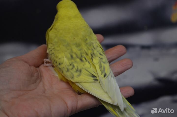 Птенцы Выставочного Волнистого Попугая (ввп, чехи)