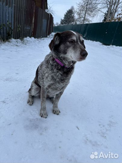 Собака в добрые руки