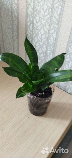 Сансевиерия Ханни