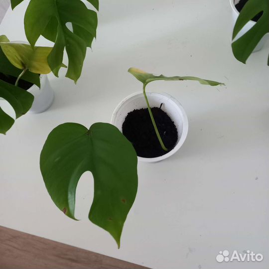 Монстера рафидора Тетросперма