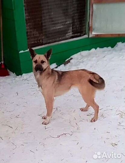 Собака бесплатно