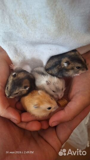 Джунгарские хомячки