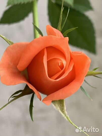 Роза Кордана в горшке