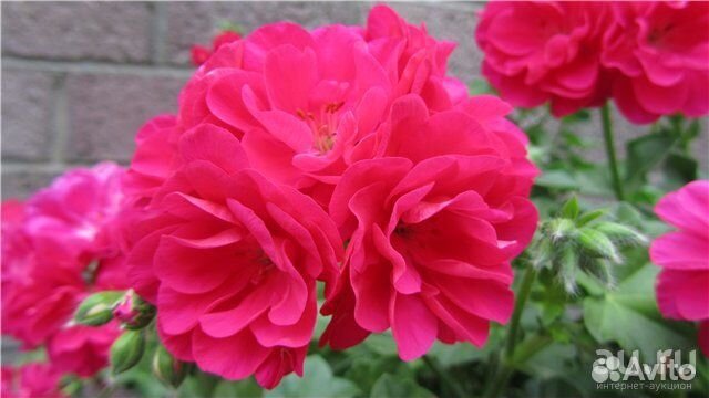 Пеларгония плющелистная