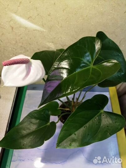 Антуриум White Beauty