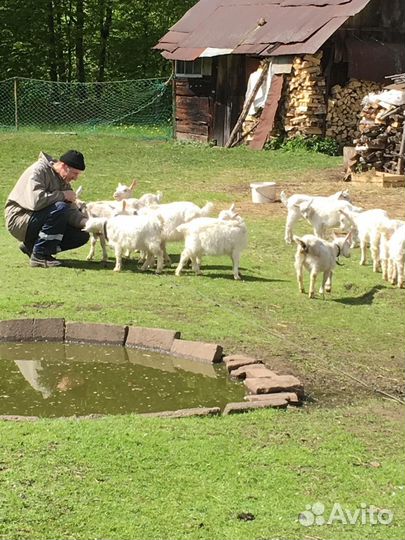 Коза дойная молочная. Порода Зааненская