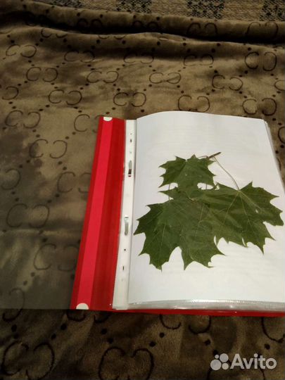 Гербарий в школу