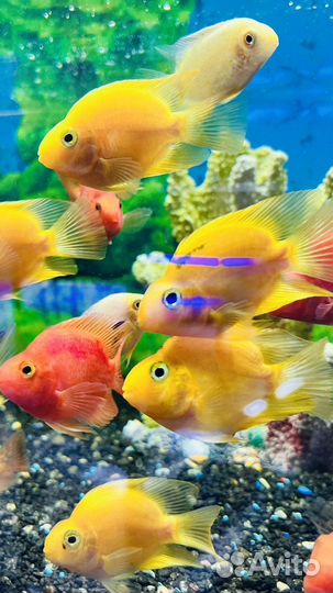 Аквариумные рыбки