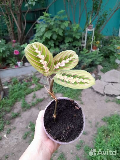 Маранта триколор и керховена