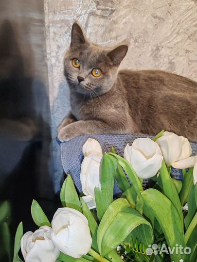 Шотландская помесь