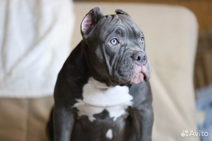 Американский булли девочка щенок