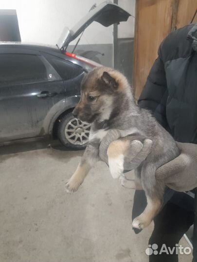 Продам щенков западно сибирской лайки