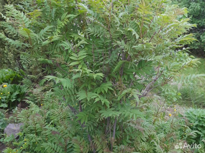 Рябинник рябинолистный