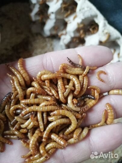 Живой корм для рептилий,пауков,птенцов