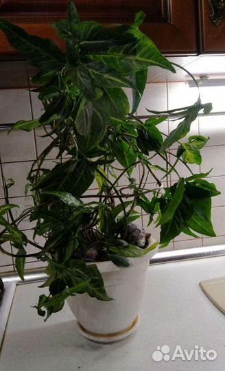 Сингония.комнатный цветок