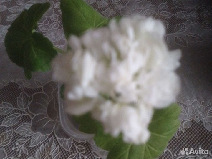 Герань и др комнатные цветы