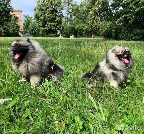 Зооняня, догситер, кинолог