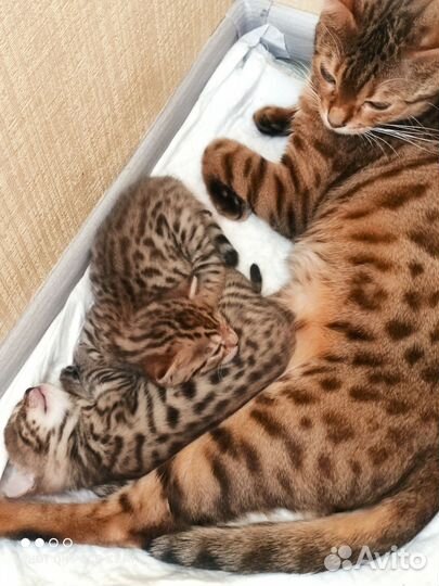 Бенгальская