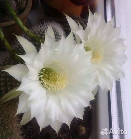 Кактус, денежное дерево,коланхоэ,фиалка