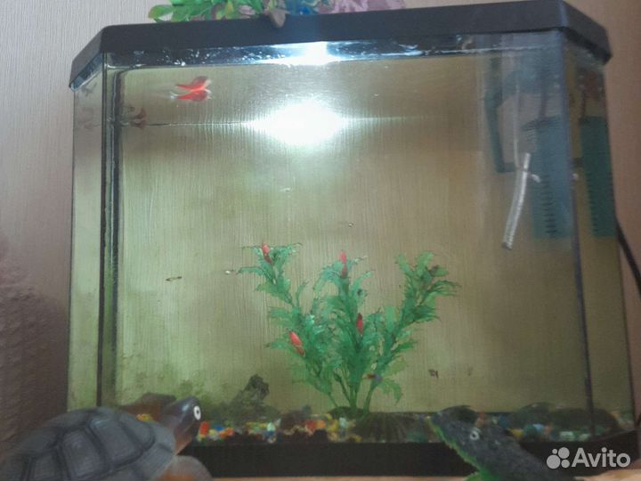 Аквариум с рыбками