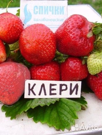 Клубника сорт Клери