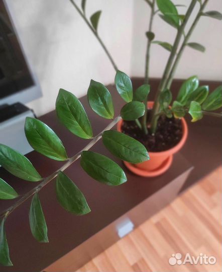 Замиокулькас