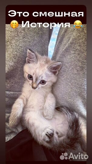 Кошечка в добрые руки