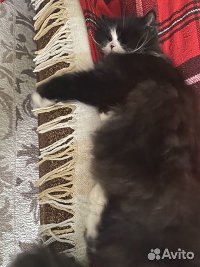 Отдам кота в добрые руки