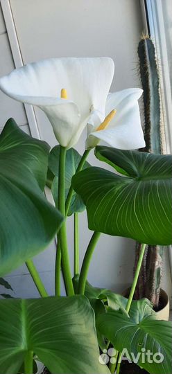 Калла Эфиопская