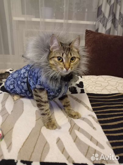 Одежда для маленьких собак