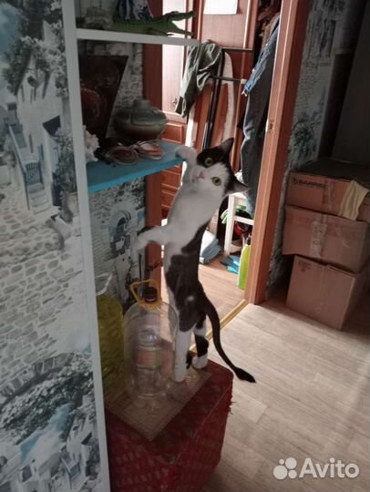 Вязка, кошка хочет