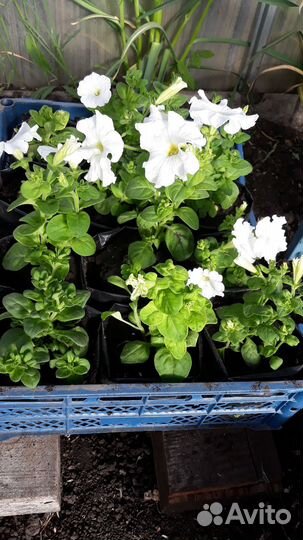Рассада петуньи