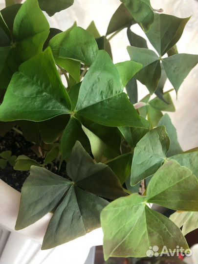 Оксалис кислица цветок любви