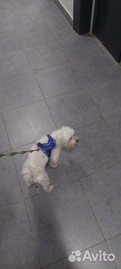 Передержка собак, догситтер, выгул