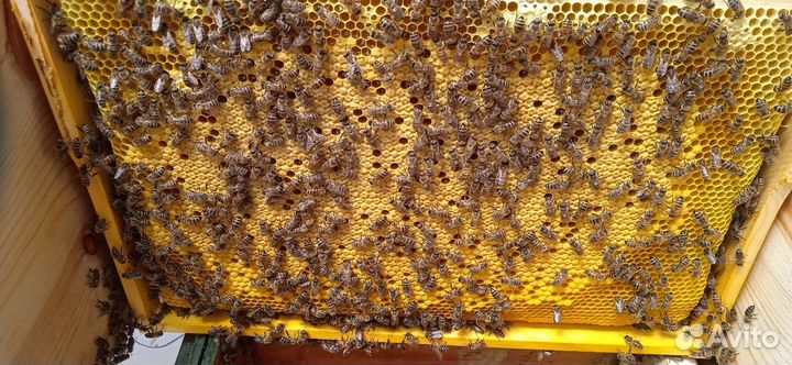 Мёд кубанский