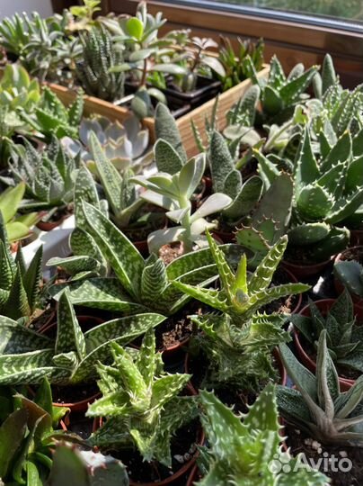 Кактусы и суккуленты