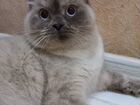 Невская Маскарадная ищет кота для вязки объявление продам