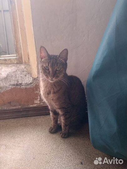 Сос Кот-смертник