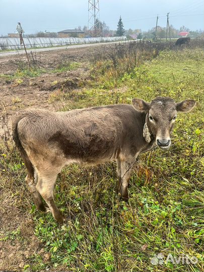 Корова хорошая дойная