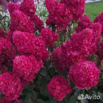 Саженцы гортензии